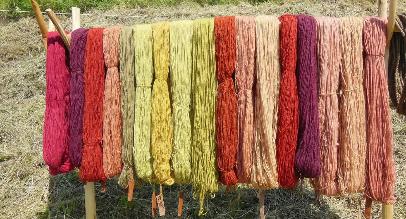 Echeveaux de laine séchant après la phase teinture