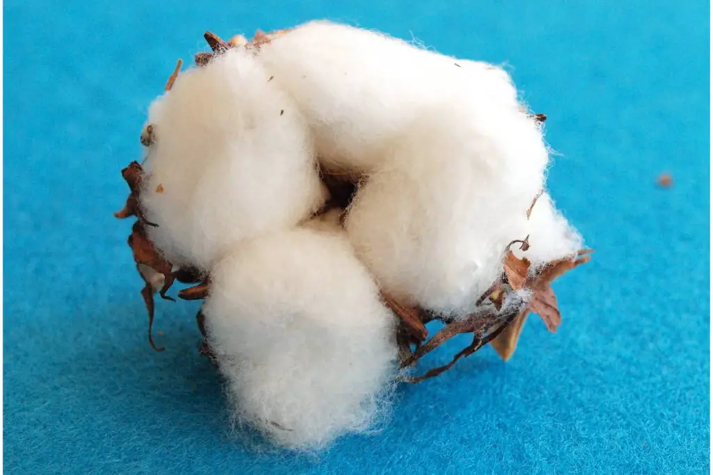 La fleur de coton est à l'origine du cupro, du moins ses déchets