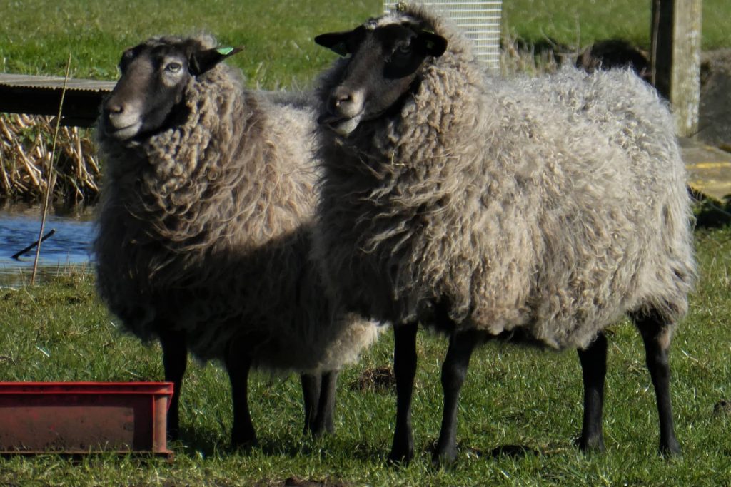 mouton Shetland