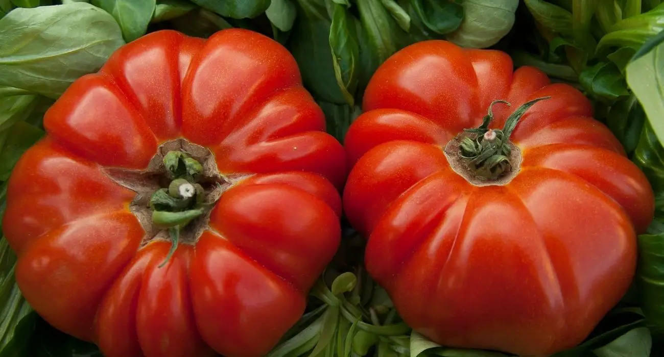 tomates coeur de boeuf farcies